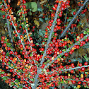 Rock Cotoneaster