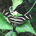 Zebra longwing