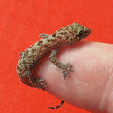 Common House Gecko
