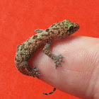 Common House Gecko