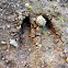 White-tailed Deer hoof-print