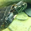 Red ear slider turtle