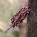 bagworm