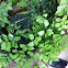 Silver Dollar Fern 