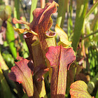 Sweet Pitcher Plant