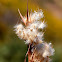 Native Grass seed