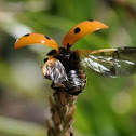 Ladybug
