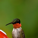Ruby-throated Hummingbird