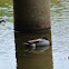 Mallard Duck