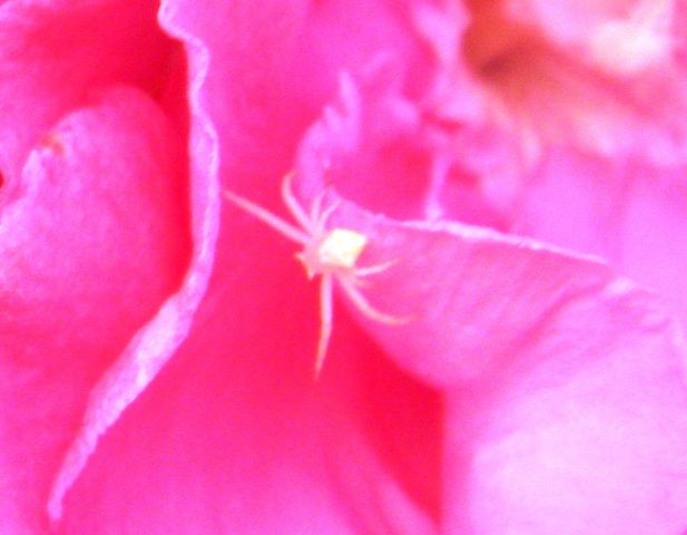 Crab spider