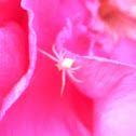 Crab spider
