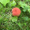Boletus campestris (1 of 2)