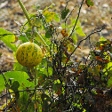 Buffalo Gourd