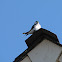 Violet-green Swallow