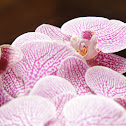 Moth Orchid