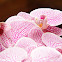 Moth Orchid