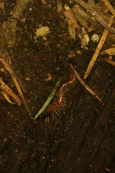 Spotting Image 1