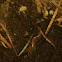 Centipede
