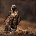 Black Vulture