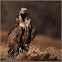 Black Vulture