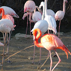 Flamingo