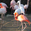 Flamingo