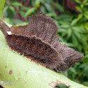 Flannel moth