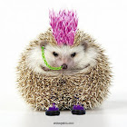 Hedgehog Girl