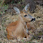 Roe Deer