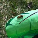 Yellowjacket