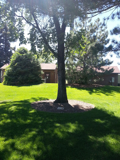 Mystery Tree in Arboretum