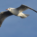 Black-headed Gull
