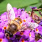 Drone Fly
