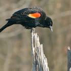 Red-winged Blackbird (male)