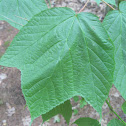 Striped Maple