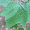 Striped Maple
