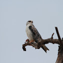 Black shouldered kite
