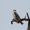 Black shouldered kite
