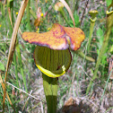Green Pitcher Plant