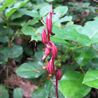 Spotted Coral Root Orchid (seedpods)
