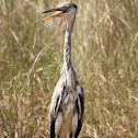 grey heron