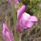 Boca de dragón, Snapdragon