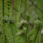 Common Male Fern