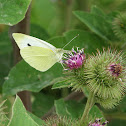 Small White
