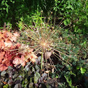 Flowering onion