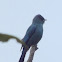 Verditer Flycatcher
