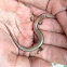 Ground Skink