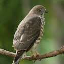 Shikra (juvenile)