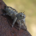 Jumping spider species