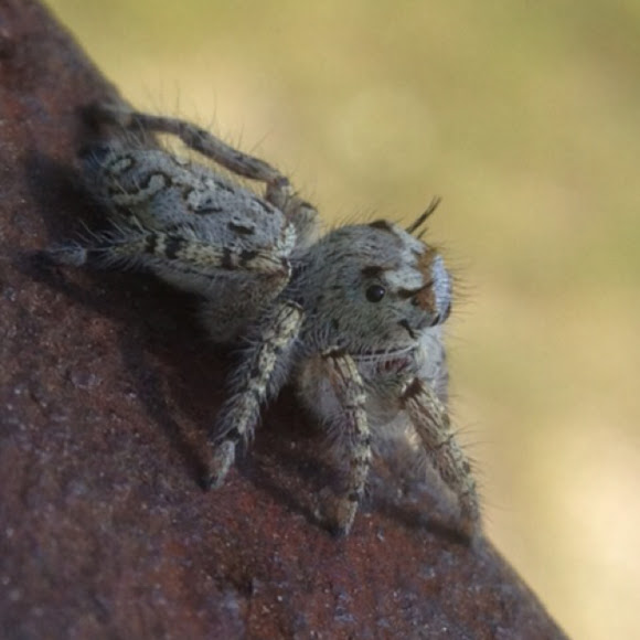 Spotting Image 1
